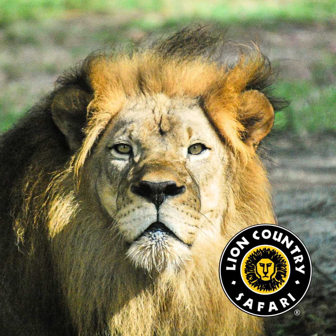 Lion Country Safari