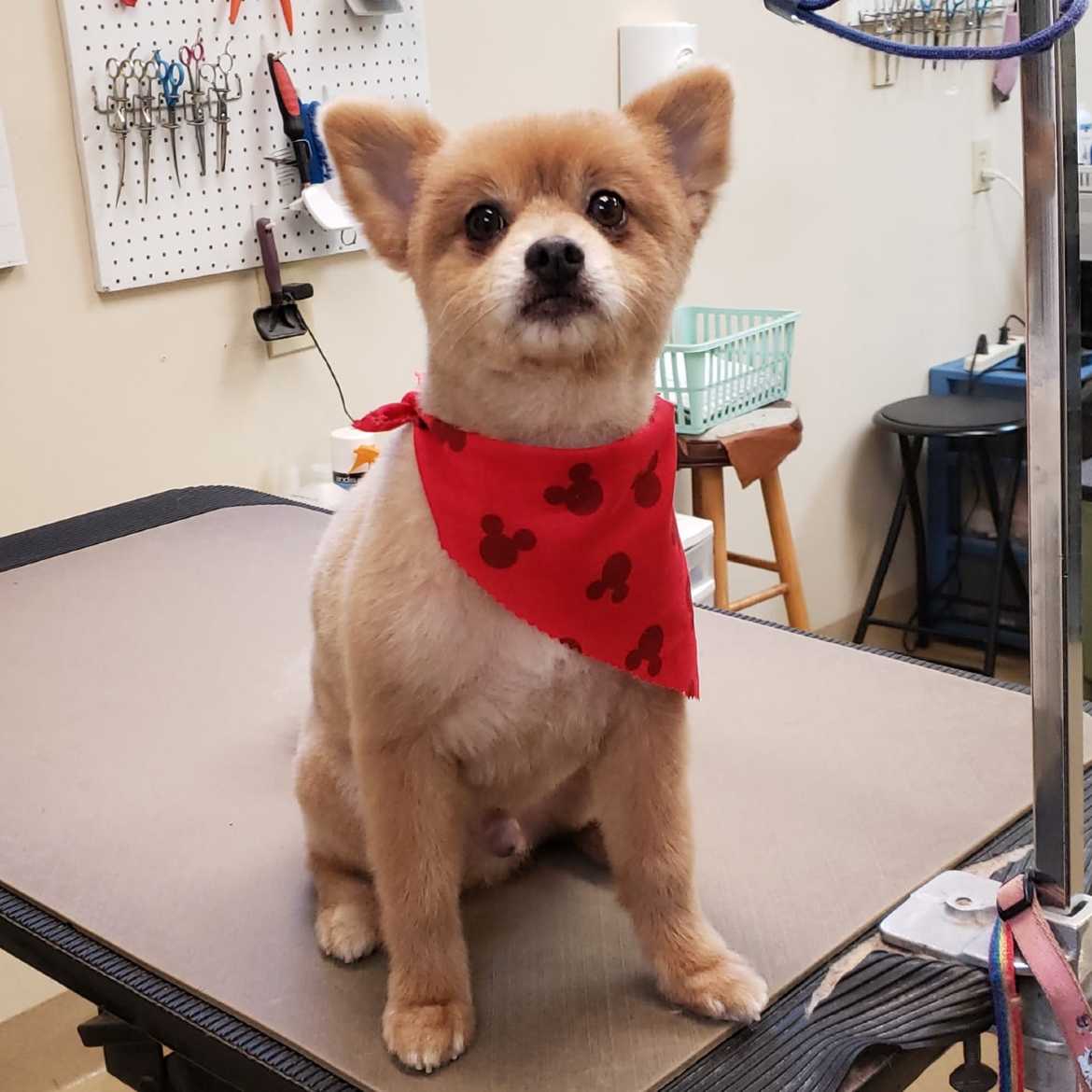Classy Pets Salon