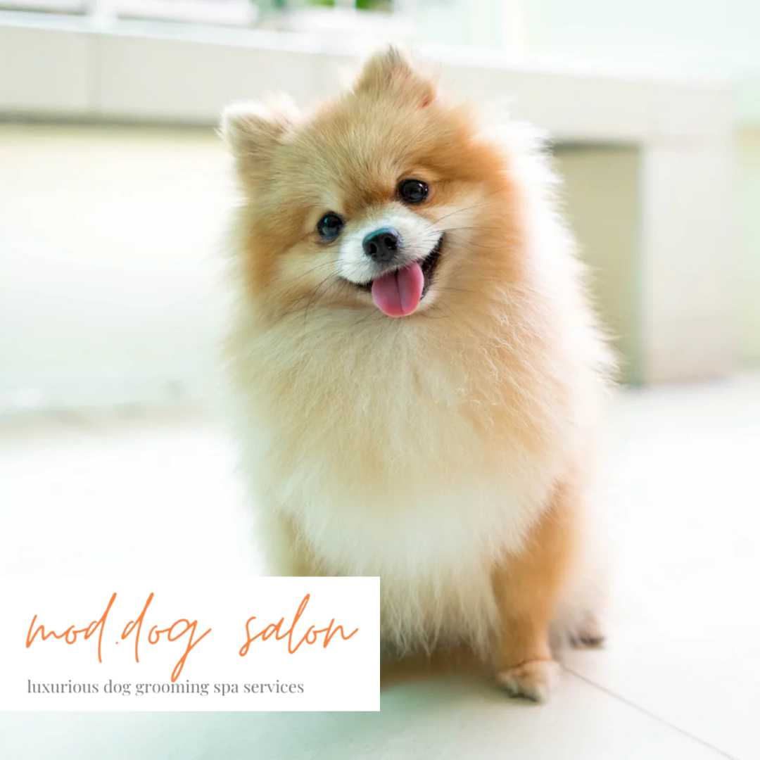 Mod Dog Salon