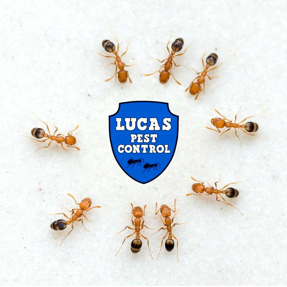 Lucas Pest Control