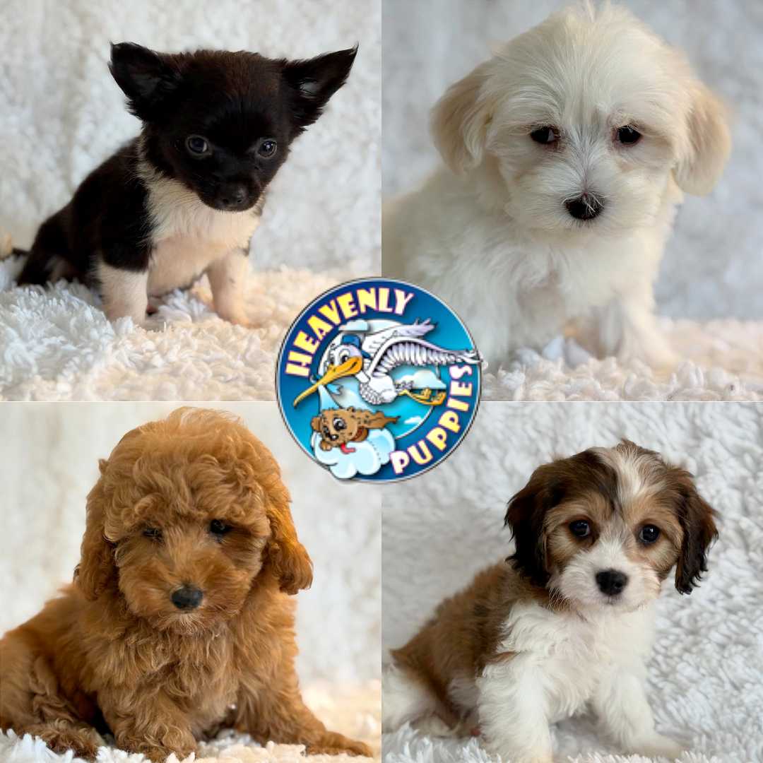 Heavenly Puppies