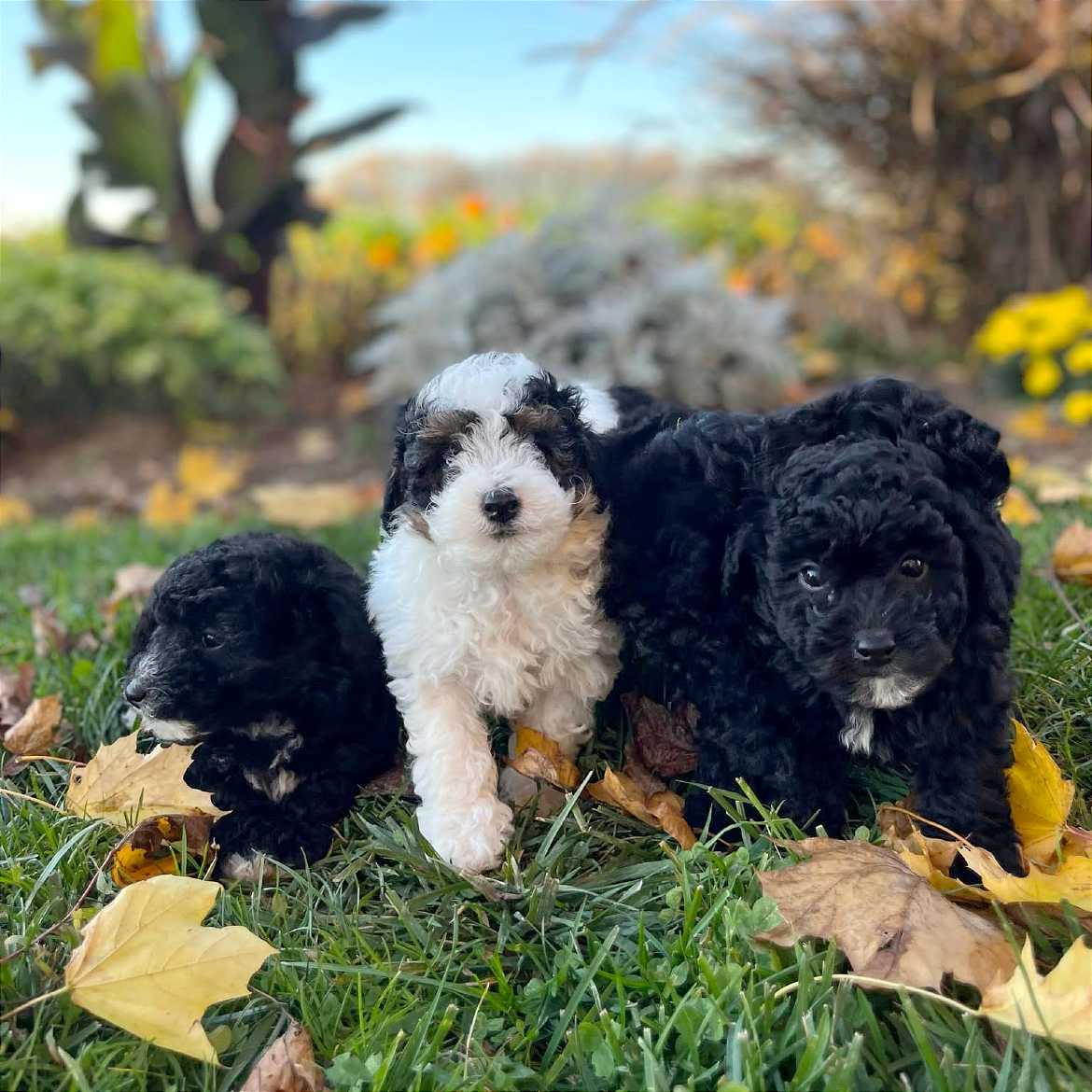 Nick’s Puppies LLC