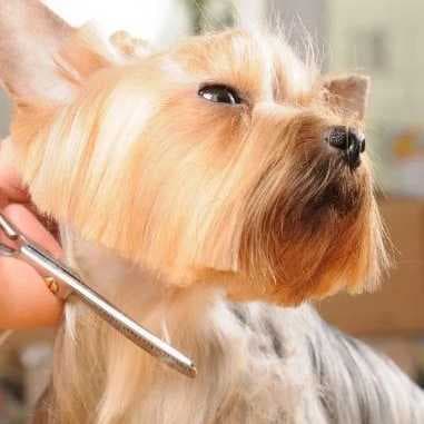 Yuppy Puppy & Company, Inc.