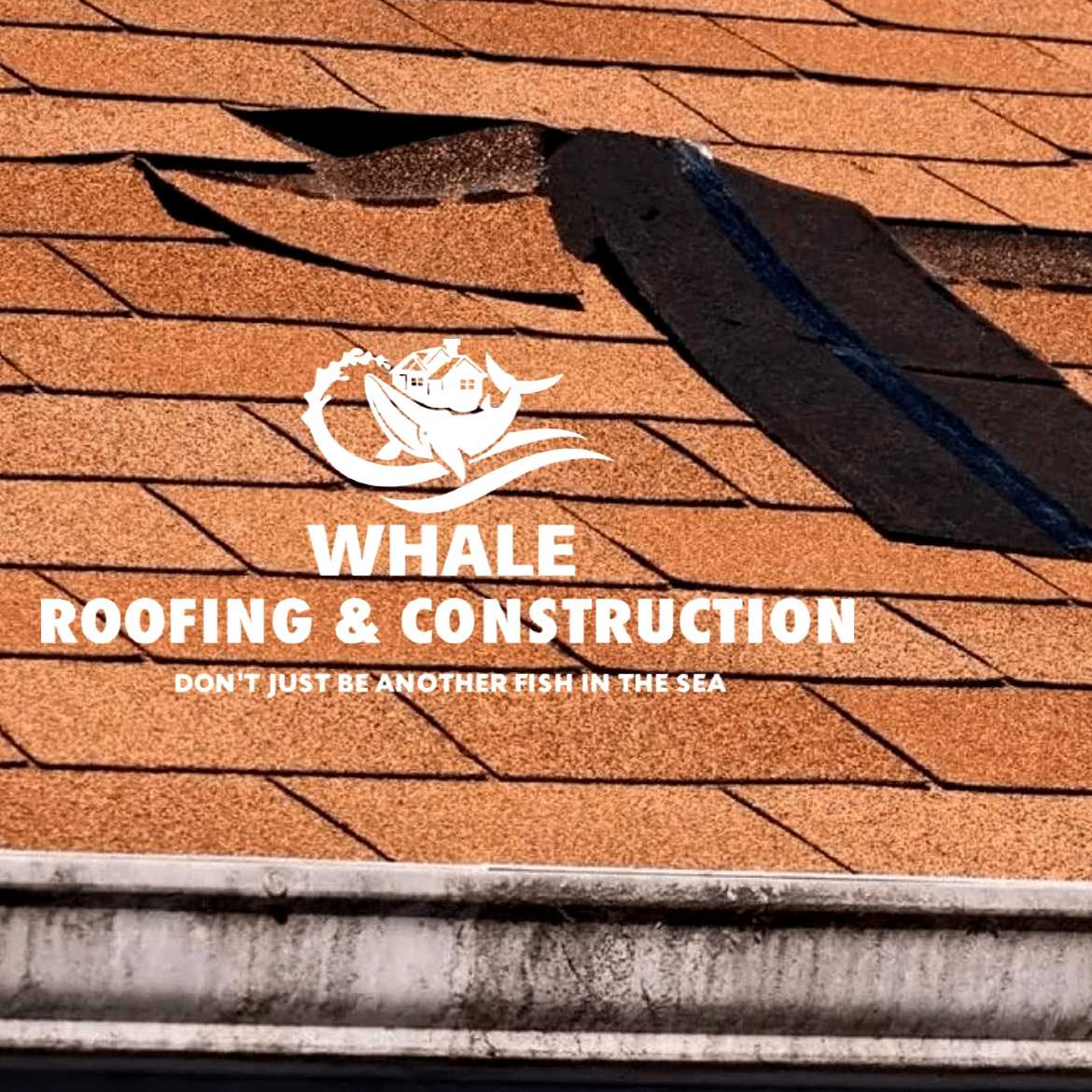 Whale Roofing & Construction