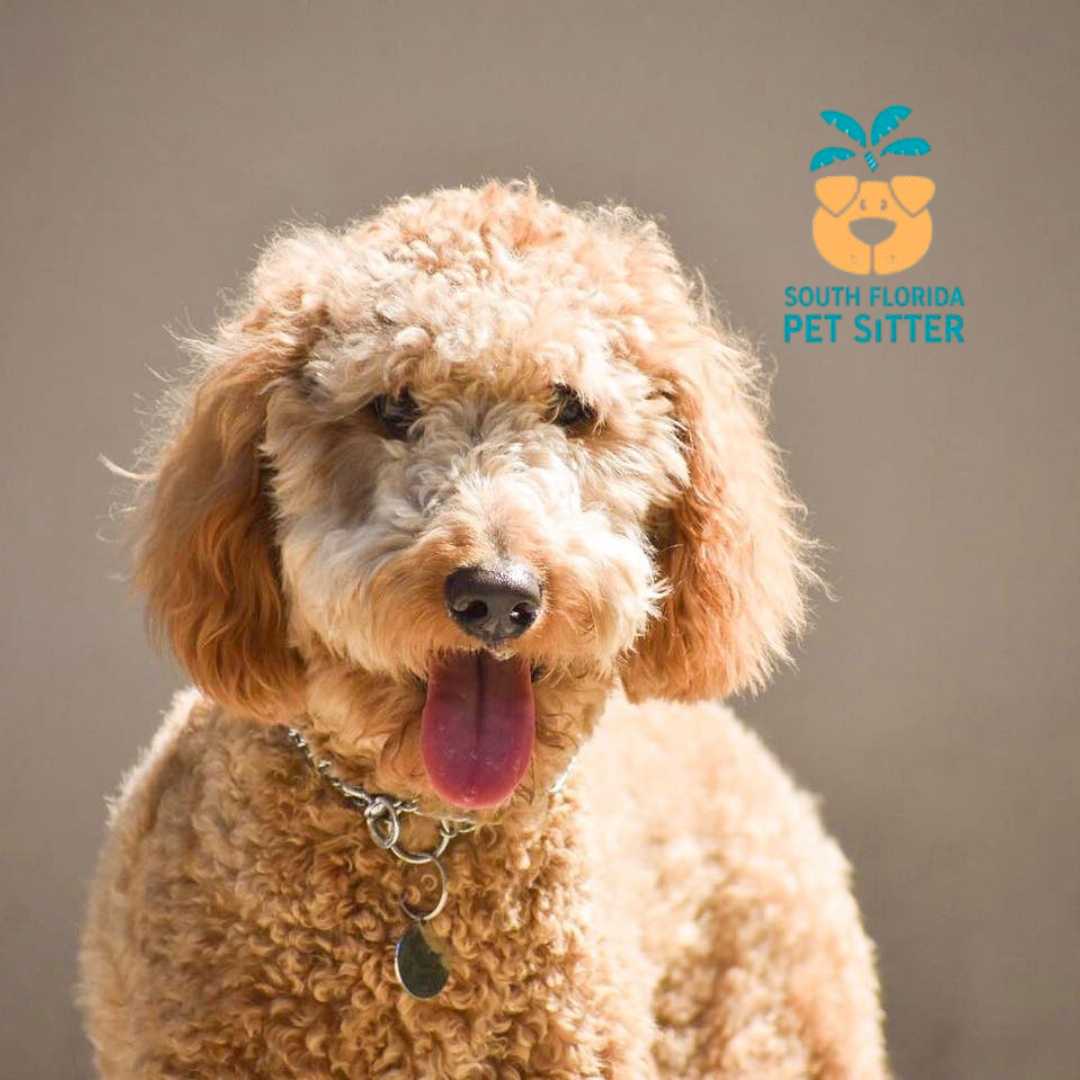 South Florida Pet Sitter