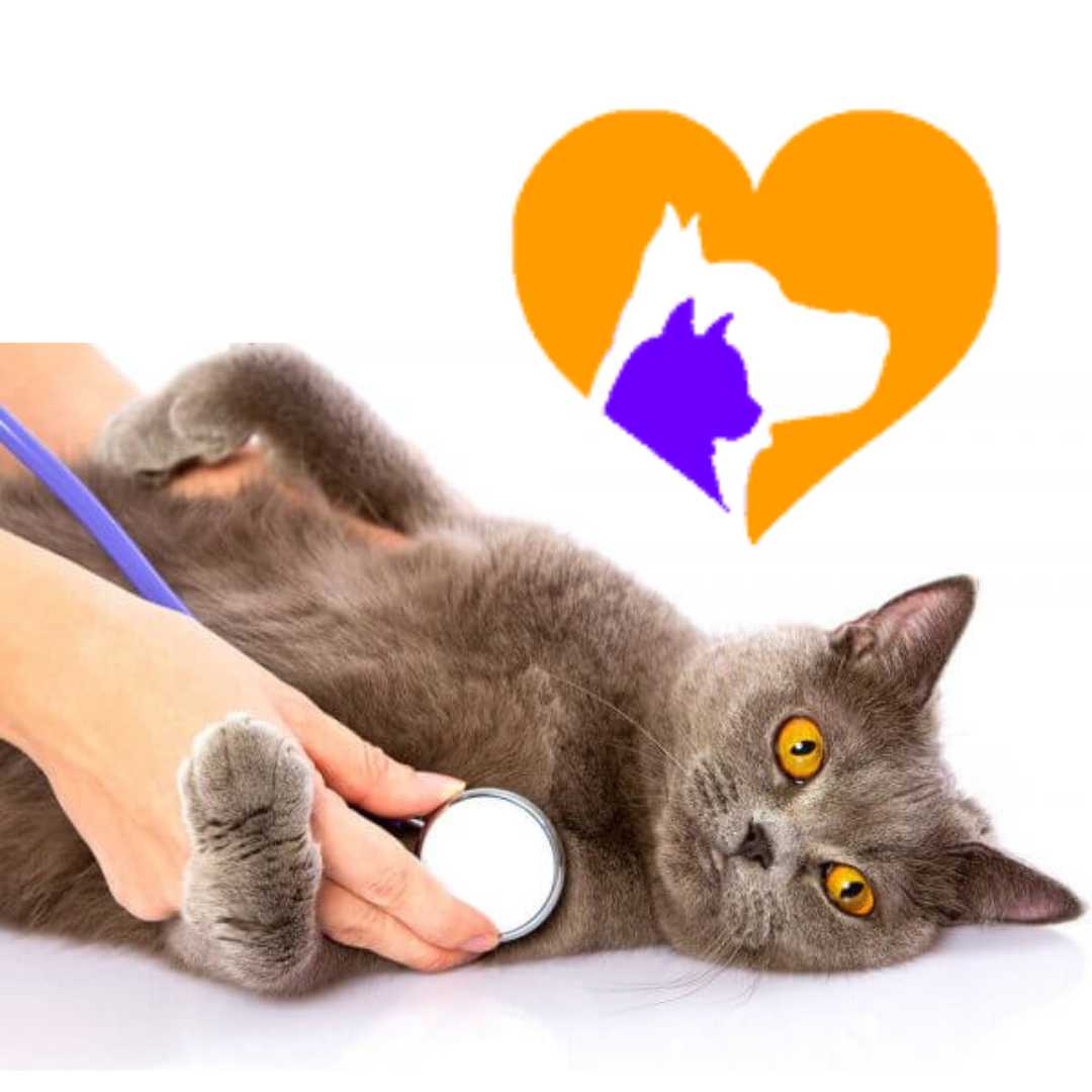 MVS Animal Clinic