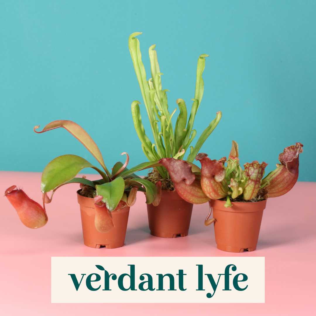 Verdant Lyfe